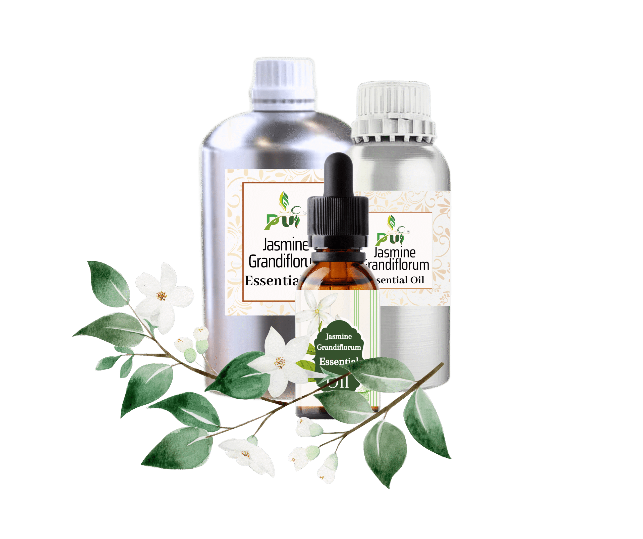 Jasmine Grandiflorum min