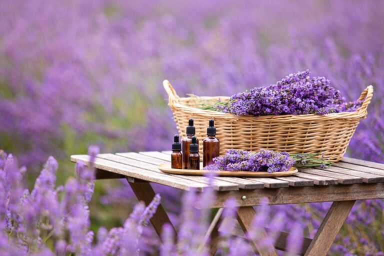 lavender